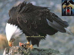 be�ikta� resimleri besiktas resim resimler